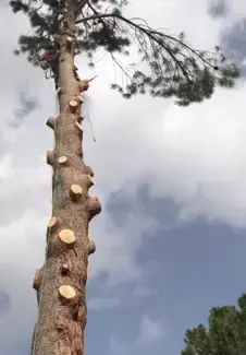 Tala y poda en altura de árboles en Huelva